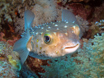 Cyclichthys spilostylus - Gelbfleckenigelfisch