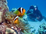 Amphiprion clarkii - Clarks Anemonenfisch