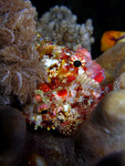 Parascorpaena mossambica - Mozambique scorpionfish