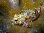 Parascorpaena mossambica - Mozambique scorpionfish