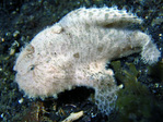 Antennarius hispidus - Hispid Anglerfisch