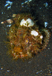 Scorpaenopsis macrochir - Flasher Scorpionfisch