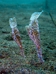 Solenostomus cyanopterus - Robuster Geisterpfeifenfisch