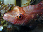 Pteragogus cryptus sp. - Lembeh-Zwerglippfisch