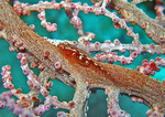 Pleurosicya mossambica - Toothy goby