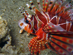 Dendrochirus zebra - Zebra Zwergfeuerfisch