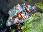 Canthigaster cinctus - Spitzkopfkugelfisch