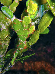 Solenostomus halimeda - Halimeda-Geisterpfeifenfisch