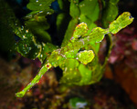 Tarnung
Solenostomus halimeda - Halimeda-Geisterpfeifenfisch