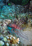 Pterois kodipungi - Kodipungi Rotfeuerfisch