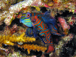 Pterosynchiropus splendidus - Mandarin Leierfisch