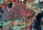 Taenianotus triacanthus - Schaukelfisch