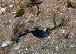 Signigobius biocellatus - Krabbenaugengrundel