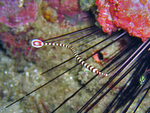 Dunkerocampus dactyliophorus  - Zebra Seenadel