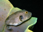 Arothron stellatus - Riesen-Kugelfisch