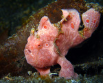 Auf der Lauer
Antennarius pictus - Rundflecken Anglerfisch (bemalter Fühlerfisch)