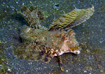 Dactylopus dactylopus - Fingered dragonet