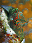 Canthigaster cinctus - Spitzkopfkugelfisch