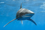 Carcharhinus longimanus - Weißspitzen-Hochseehai