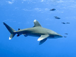 Carcharhinus longimanus - Weißspitzen-Hochseehai